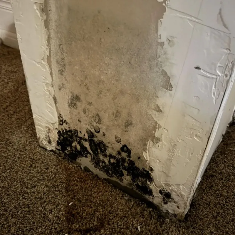Professional Mold Removal in Black Mountain, NC